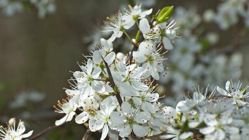 Blühender Zweig mit weißen Blüten und gelben Blättern vor unscharfem Hintergrund.